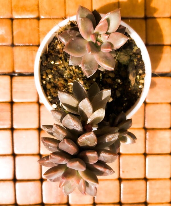 Succulent - california sunset - Image 2