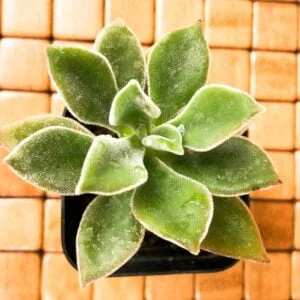 Succulent- Echeveria green velvet