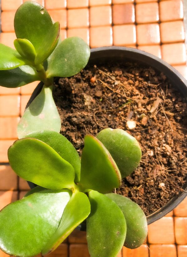 Succulent - Jade plant - Image 2