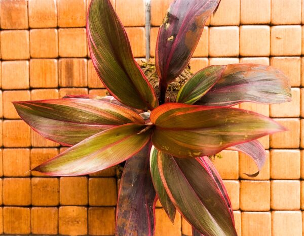 Kokedama- Cordyline - Image 2