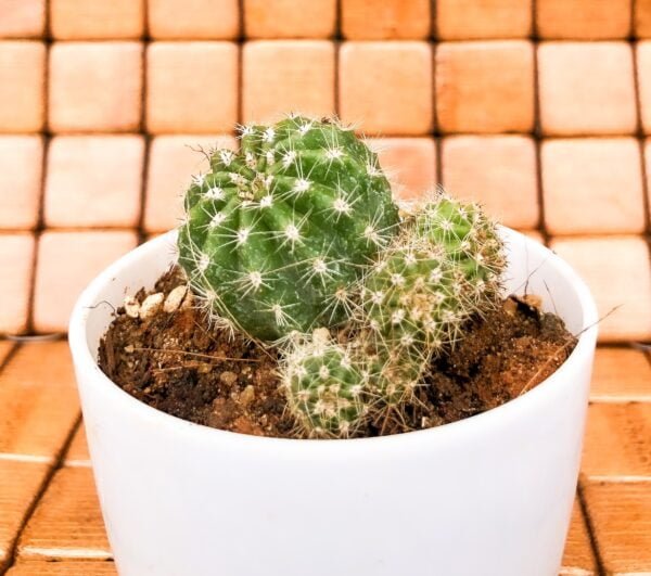 Domino cactus - Image 2
