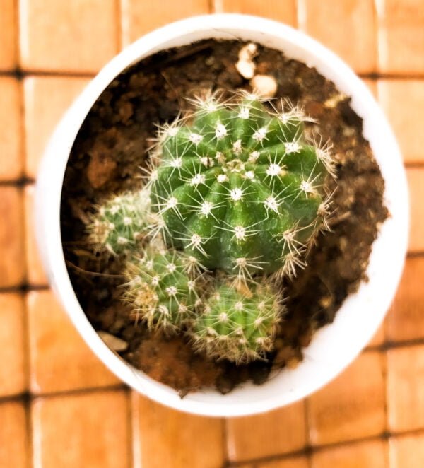 Domino cactus