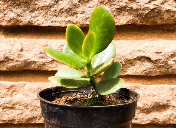 Succulent - Jade plant