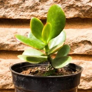 Succulent - Jade plant