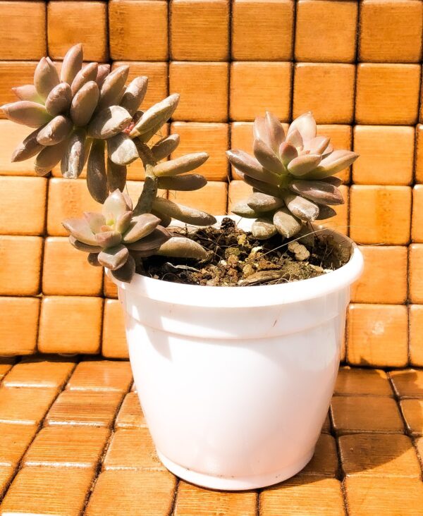 Succulent - california sunset