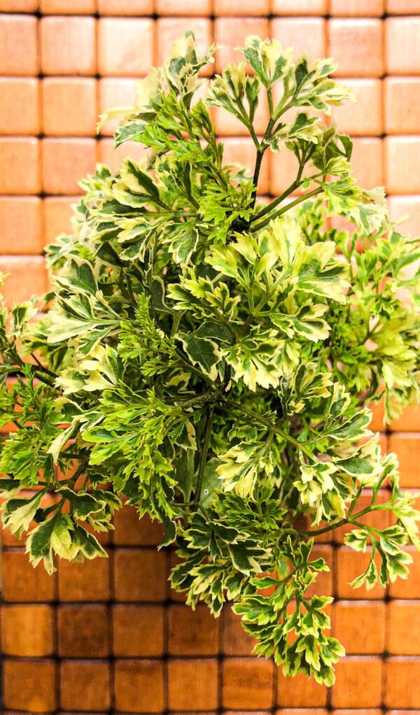 Kokedama- Aralia plant - Image 2
