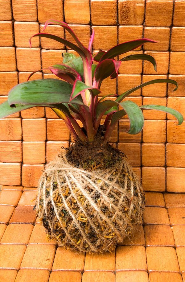 Kokedama- Cordyline