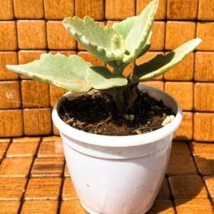 Succulent- Kalanchoe millotii