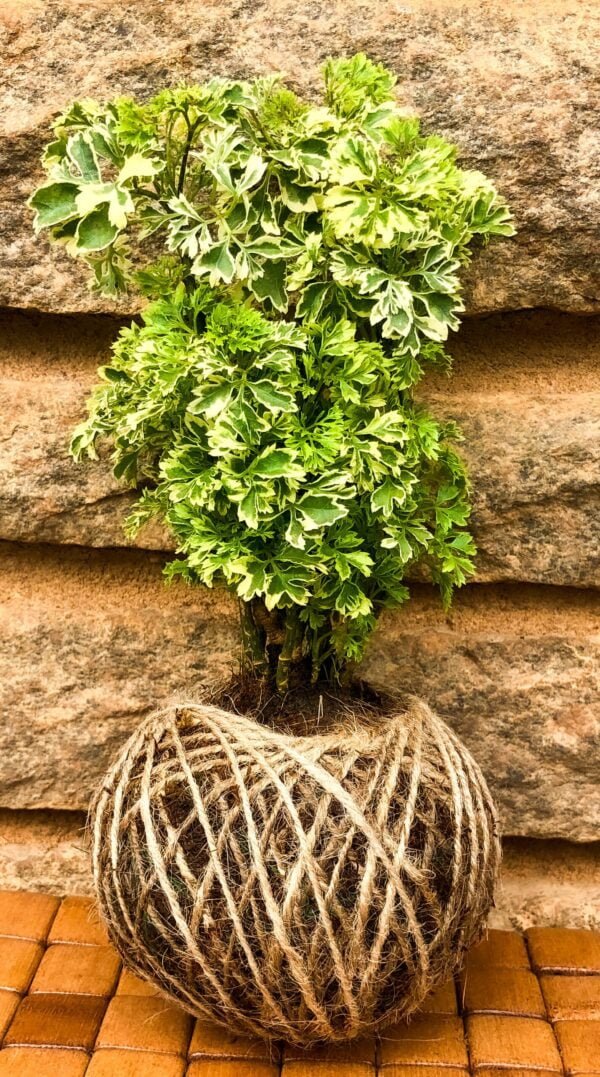 Kokedama- Aralia plant