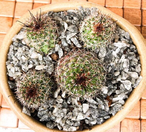 Heydar Pincushion