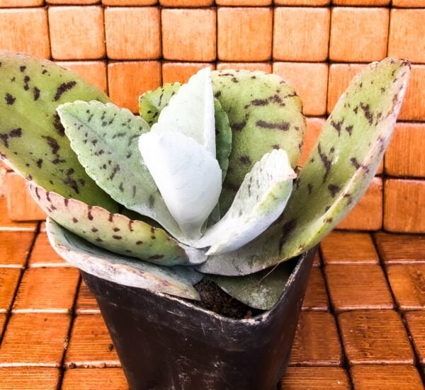 Succulent- kalanchoe - Image 2
