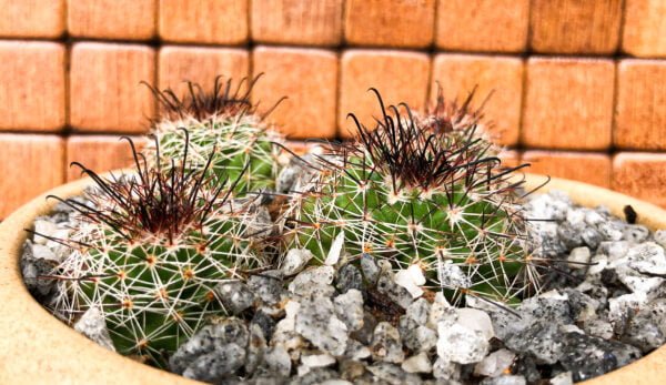 Heydar Pincushion - Image 2