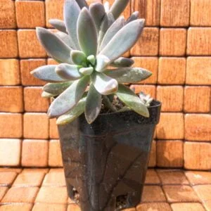 Succulent - Echeveria hookeri
