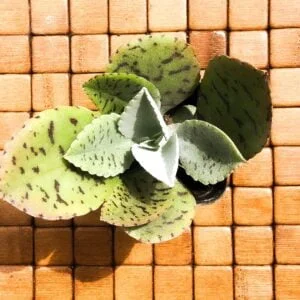Succulent- kalanchoe