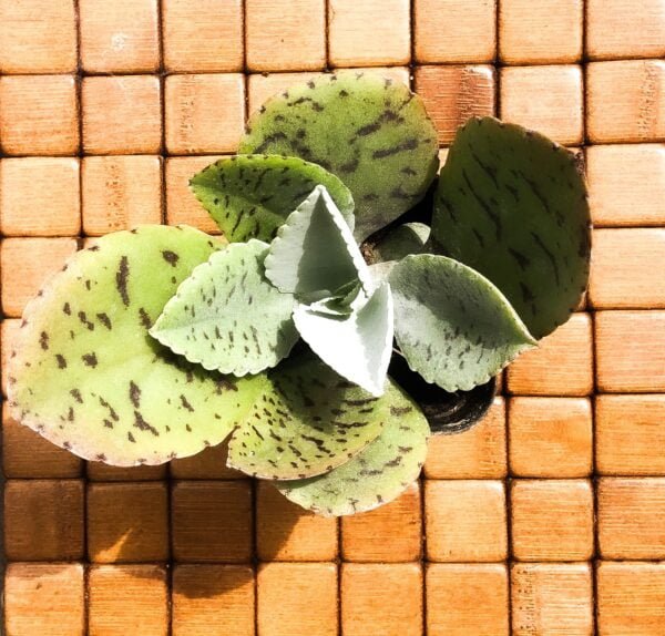 Succulent- kalanchoe